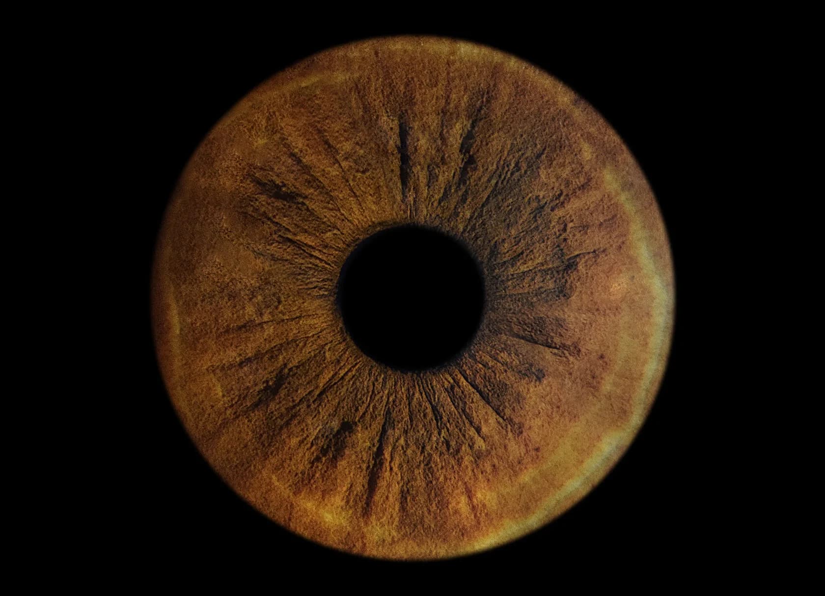 Eye iris